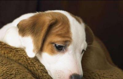 狗狗不吃东西拉肚子没精神怎么办(狗狗不吃食物无精打采怎么办)