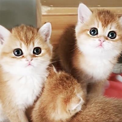 幼猫又吐又拉稀怎么办（幼猫拉稀是什么原因）