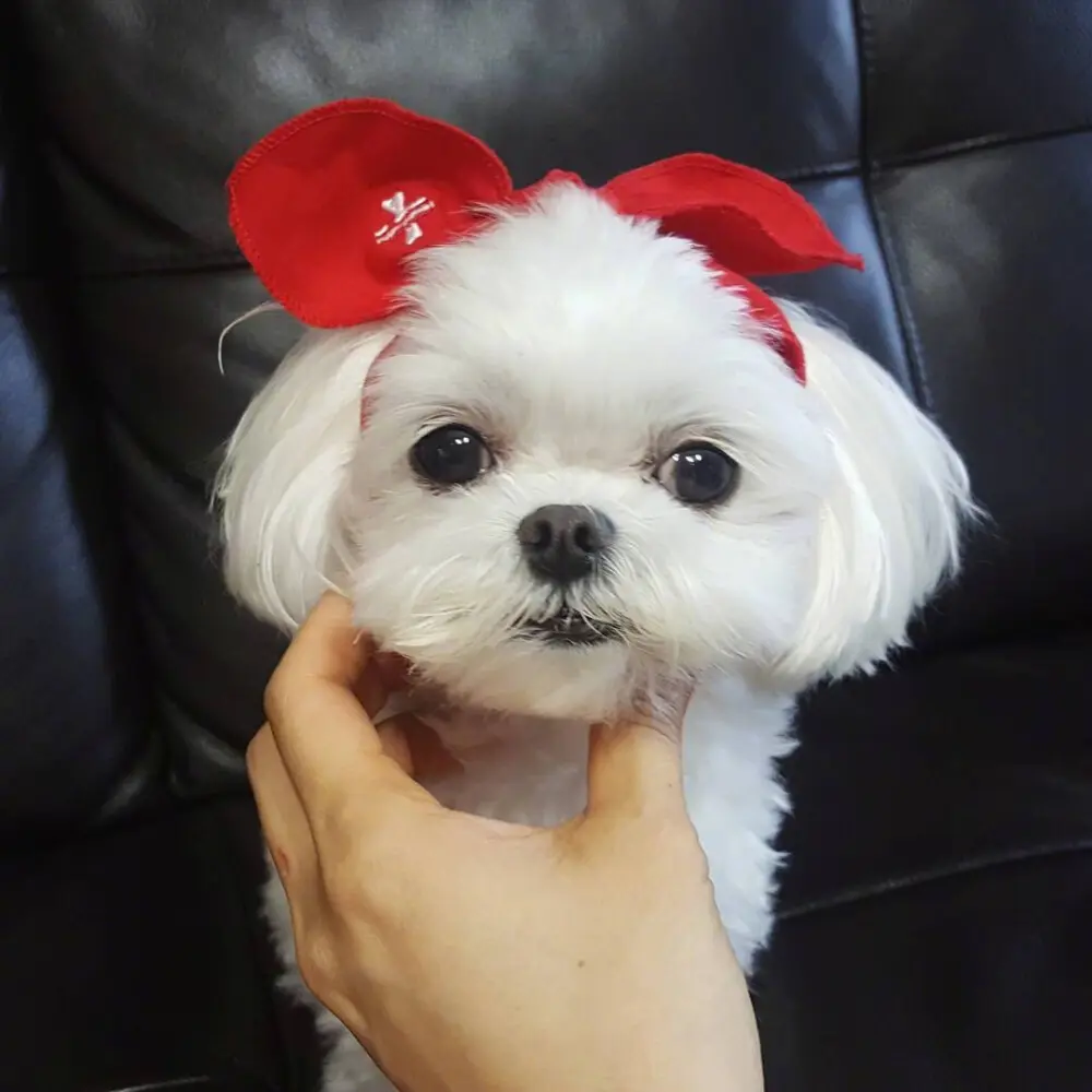 手把手教你分辨纯种马尔济斯品相标准（马尔济斯犬如何挑选）