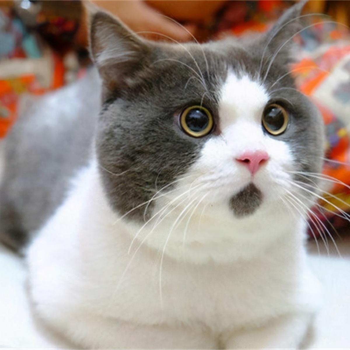 英短猫怎么养比较好（详解：养英短猫的注意事项）