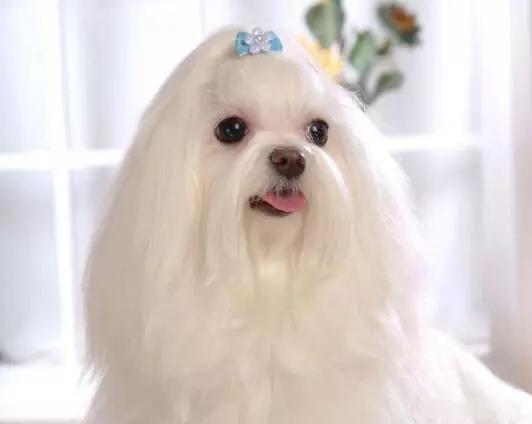 怎么养马尔济斯犬才好（详解：饲养马尔济斯的注意事项）