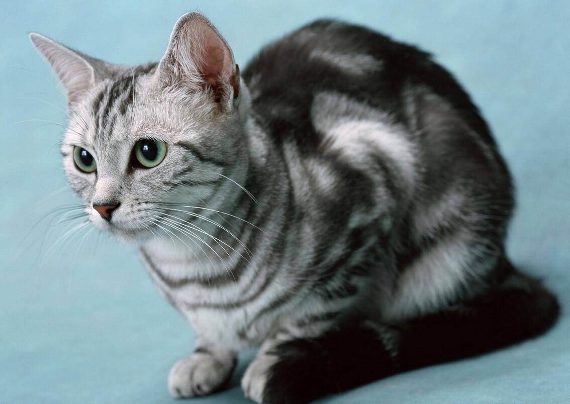 为什么不能养美短虎斑猫（附：美短虎斑猫的性格及特征）