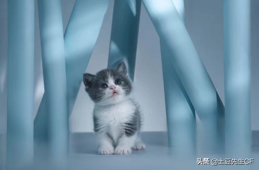 如何帮猫主子揉肚子催产（附：持续努力40分钟生不出为难产）