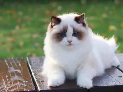 养猫的家庭会对宝宝健康产生危害吗