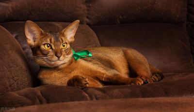 猫体内驱虫用什么药比较好（猫咪的驱虫药到底驱的是什么虫）