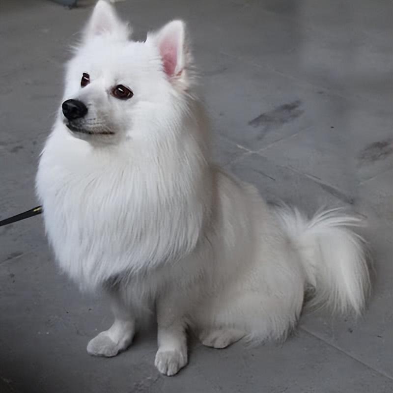 “银狐犬”为何如此少人饲养（附：狐狸犬图片）