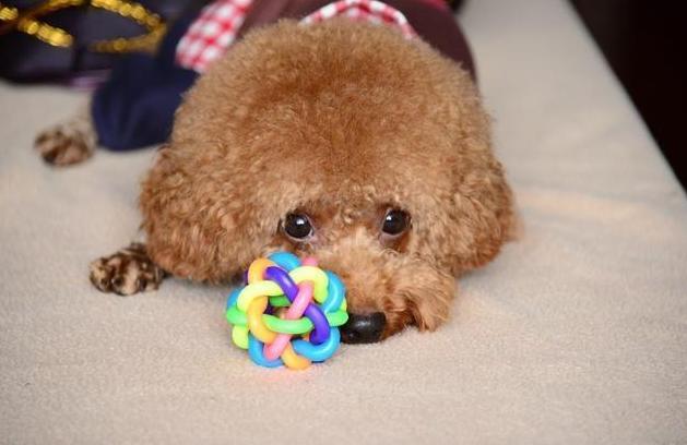 了解训练泰迪的5大详细技巧(详解:如何训练泰迪狗狗)