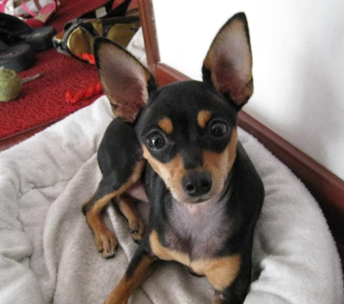 后悔养小鹿犬的人多吗（详解：不敢养小鹿犬的几个原因）