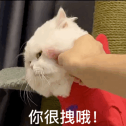 治愈人的猫咪图片合集（盘点抖音最火的猫猫头像）