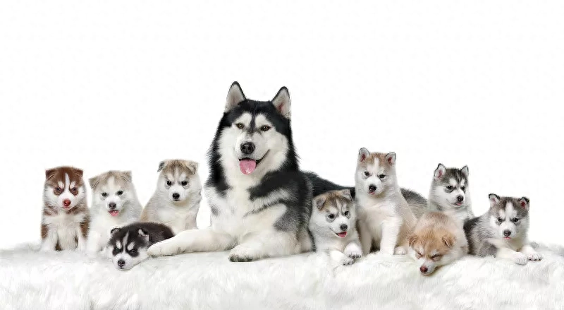 狗狗产前三天征兆如何表现(详解:狗狗产前征兆)