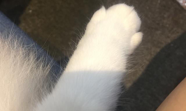 猫三联预防的病毒种类