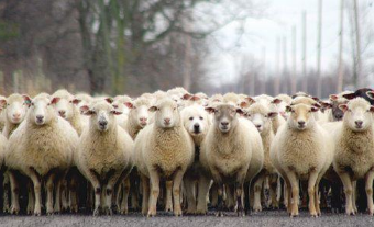 不要再管那些狗，它们是牧羊犬！主人简直被无知游客气死！