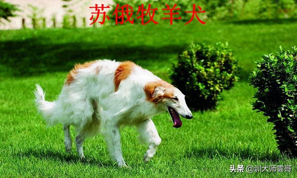 世界十大牧羊犬排名（牧羊犬哪个品种好）