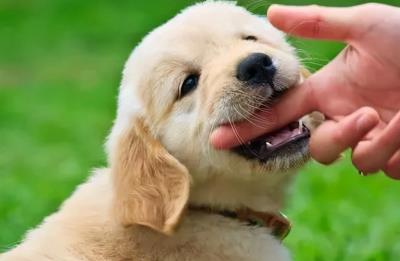 狗狗恨透主人的十种表现