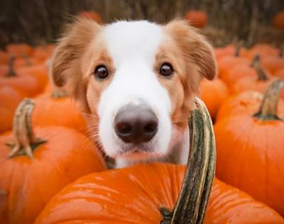 狗狗可以吃玉米吗（狗狗可以吃的15种人类食物）