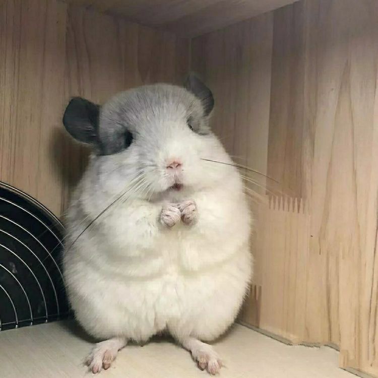 龙猫属什么科动物呢（详解：龙猫是啮齿类动物吗）