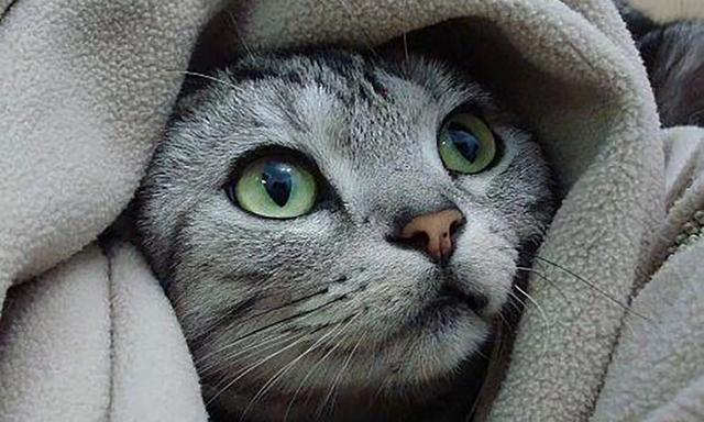 猫三联预防哪些病(猫三联预防哪些病毒)