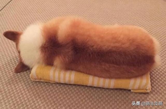 分享十个不养柯基的理由（详解：女生为什么不能养柯基）