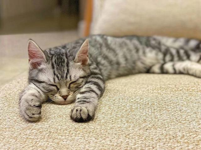 猫肠胃炎会自己痊愈吗