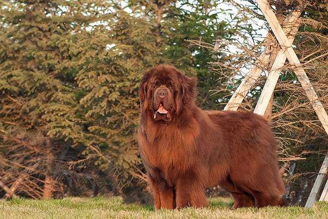 不推荐养这些狗,寿命短不能陪你很久