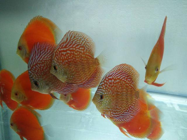 七彩神仙鱼好养吗（详解：七彩神仙鱼有效饲养方法）