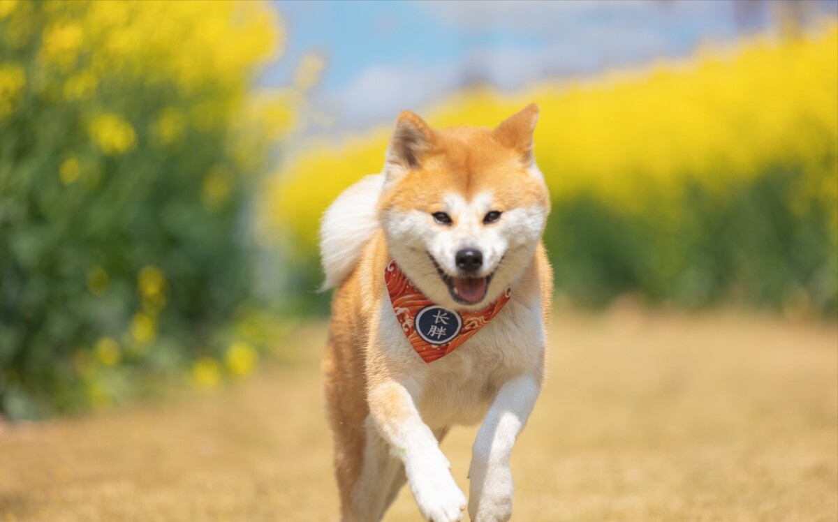 日本名犬秋田犬价格一栏表（秋田犬多少钱一只）