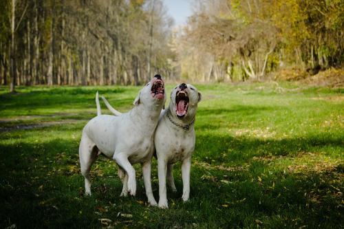 杜高犬外形特征描述（杜高犬性格怎么样）