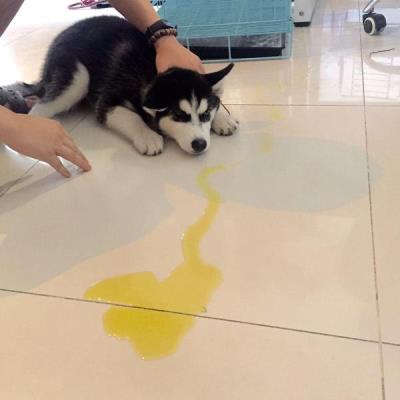 教狗狗不乱拉屎拉尿(狗狗室内乱排泄)