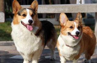 养柯基犬需要注意的事项（柯基犬怎么喂养）