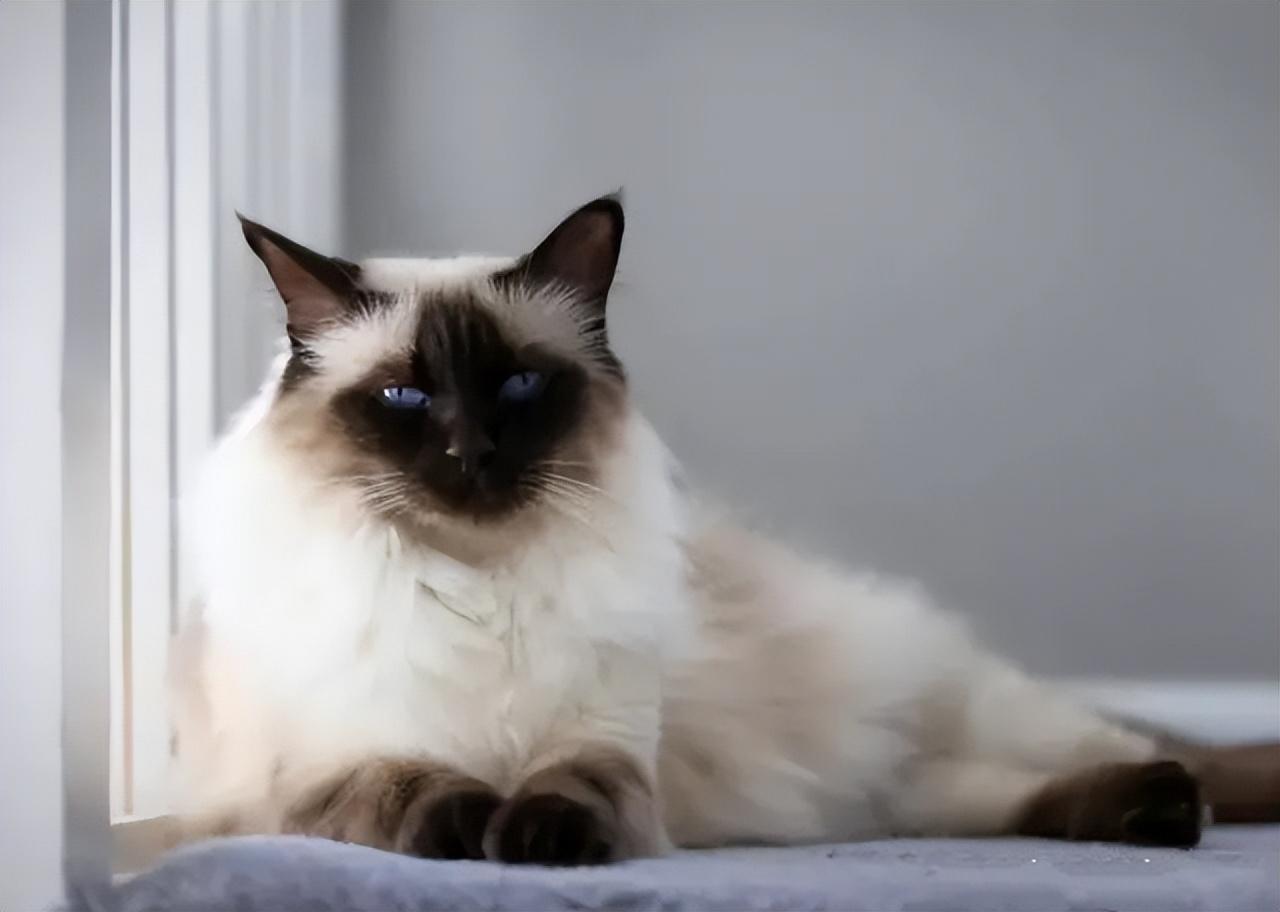 猫的图片大全大图侧面（看图识小猫猫品种大全）