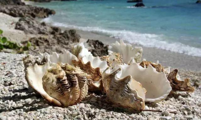 你见过贝壳精灵吗（好看的彩色贝壳精灵介绍）