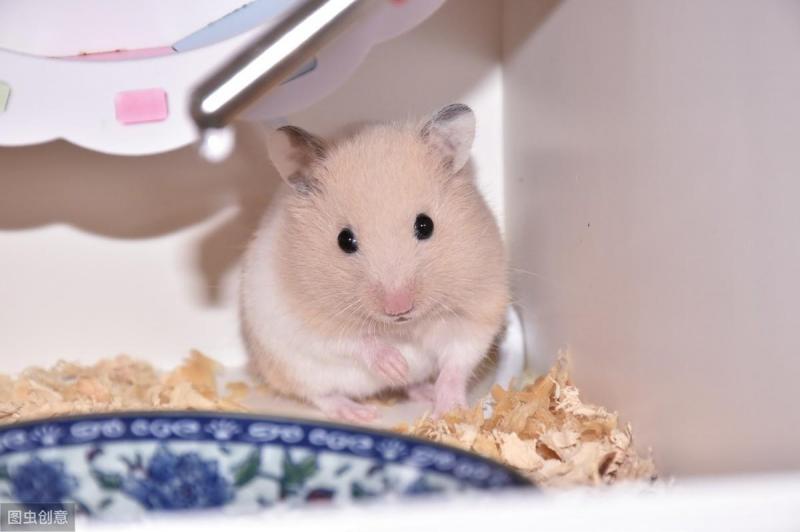 金丝熊怀孕快生前的表现（详解：金丝熊临产前一天的征兆）