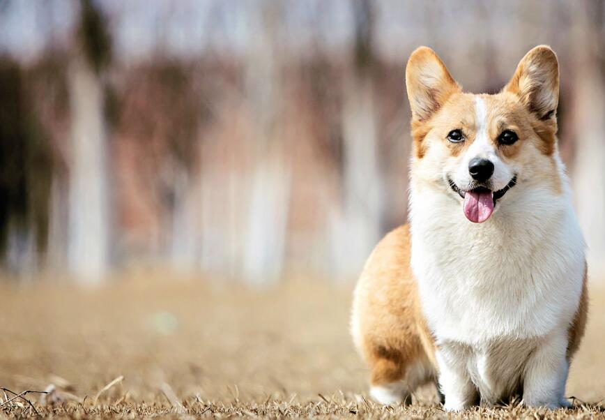 柯基绝育后,还会来大姨妈吗?说了你别不信 柯基绝育后,还会来大姨妈吗?说了你别不信
