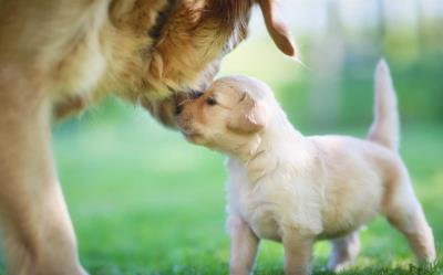 狗狗假孕该怎么处理（狗狗也会假装怀孕）