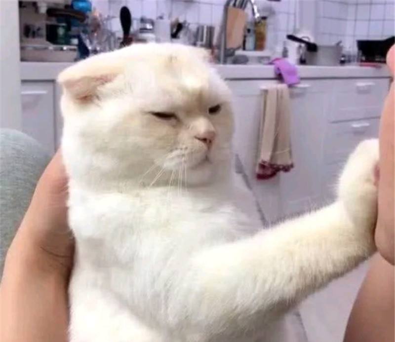 不建议养母狸花猫的原因（附：狸花猫多大才会变温顺）