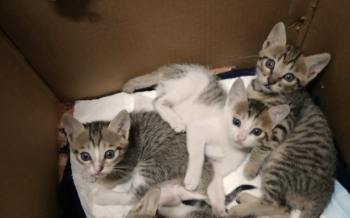 6种方法训练幼猫 猫抱着你的手又咬又蹬