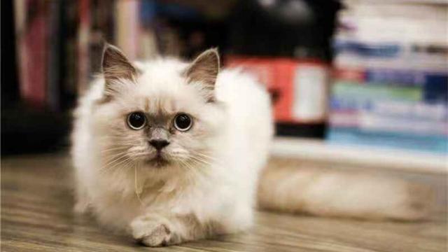 怎么判断猫咪是否发烧(如何分辨猫咪是否发烧)