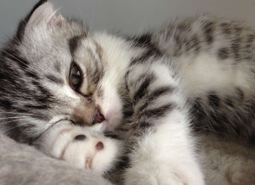 美国短毛猫怎么养(详解:美国短毛猫的优缺点)