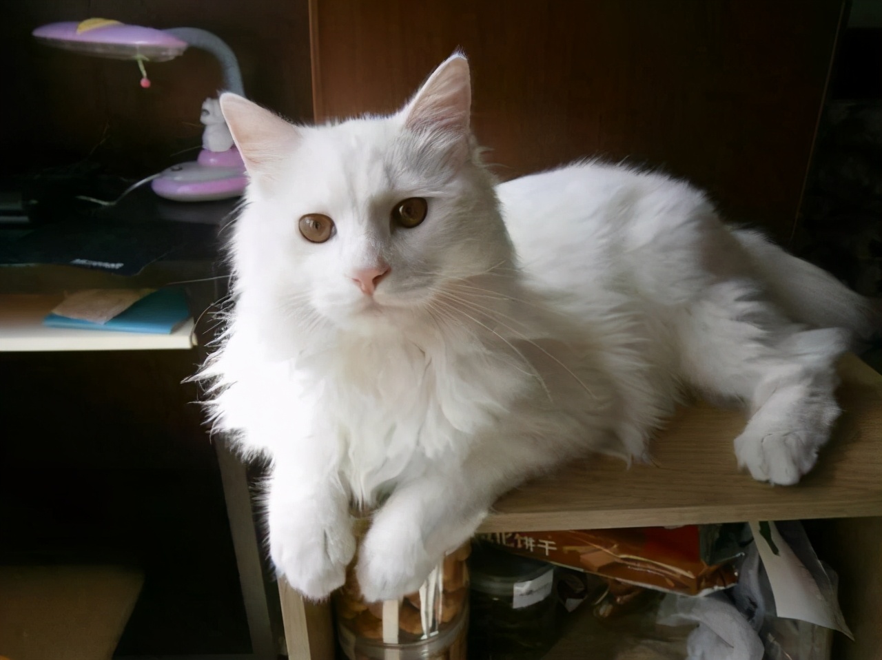 临清狮子猫多少钱一只(纯种临清狮子猫多少钱一只)