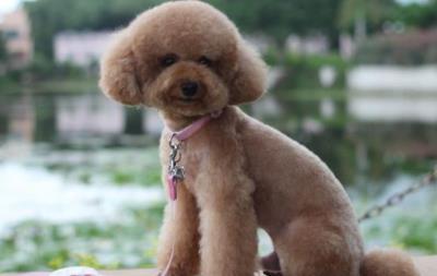 狗狗流鼻涕吃什么药好得快(泰迪狗流鼻涕吃什么药)