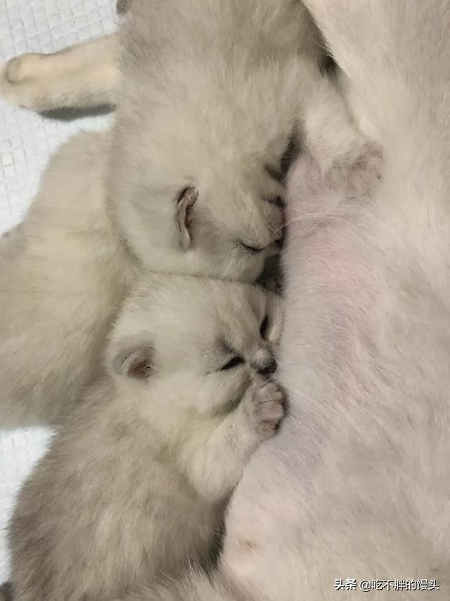 小猫多久断奶吃猫粮(小猫几个月断奶吃猫粮)