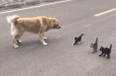 猫躺着甩尾巴什么意思（猫咪尾巴会表达哪些情绪）