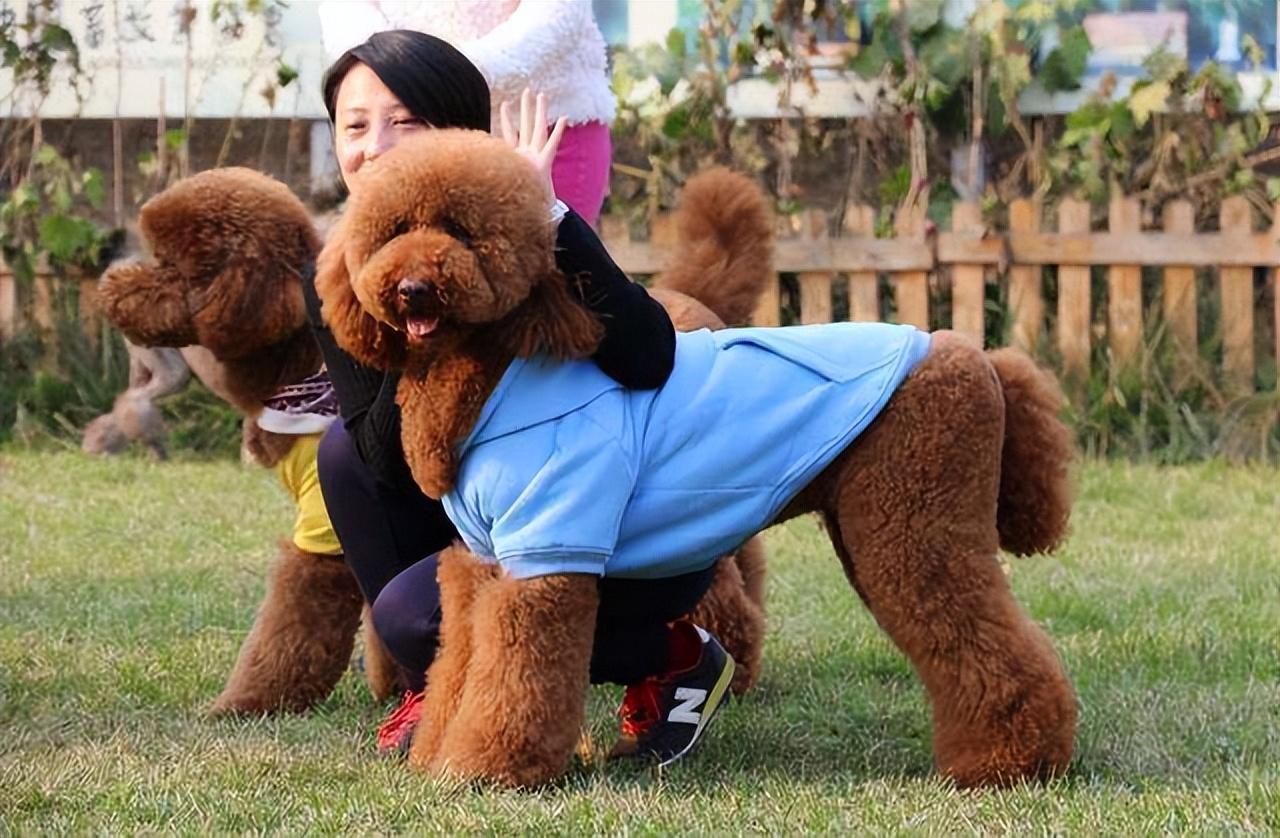 分享饲养巨型贵宾犬的好处（巨型贵宾犬好养吗）