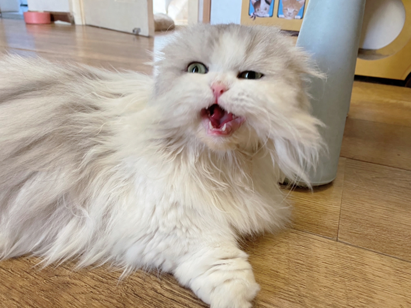 猫发情期嗷嗷叫啥原因（详解：猫咪交配前后惨叫的知识）