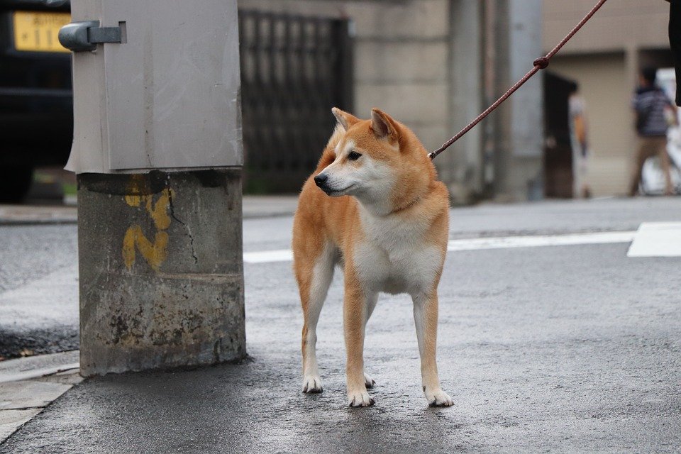 柴犬有哪些性格特点呢