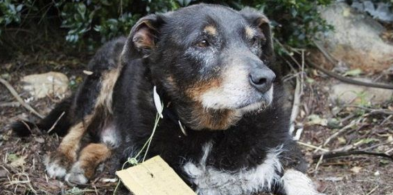 12岁牧羊犬突然走失 原来是救援佳话一则