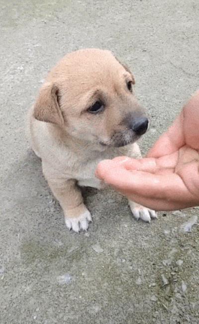 狗狗向你道歉的表现（狗狗认错的表现）