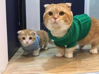 成年猫粮幼猫可以吃吗（猫咪多大算成年呢）