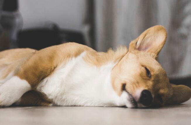 柯基绝育后来大姨妈是真的吗