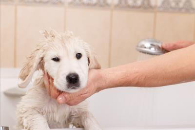 主人一定要注意：狗狗死后的七天要注意什么